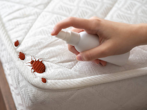 Best Residential Pest Control  in Zwolle, LA